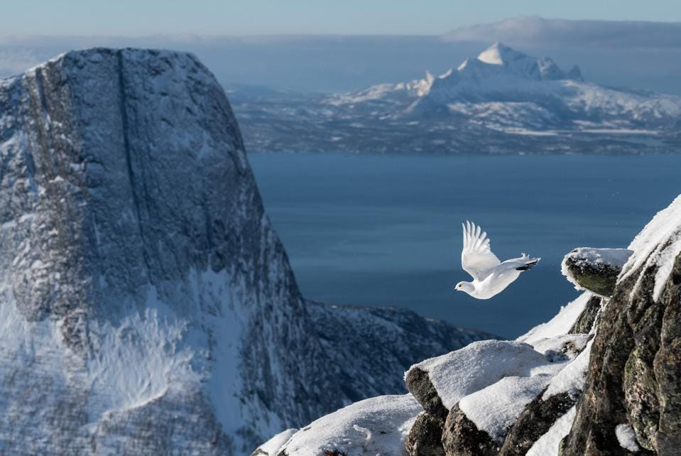  chú chim ptarmigan đá trắng tinh đang bay cao trên ngọn núi Na Uy phủ đầy tuyết đã giành được giải thưởng lớn trong cuộc thi Nhiếp ảnh gia chim của năm nay .