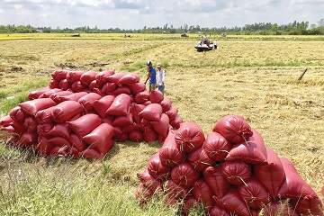 Tiêu thụ lúa, gạo cho nông dân: Tìm thị trường mới